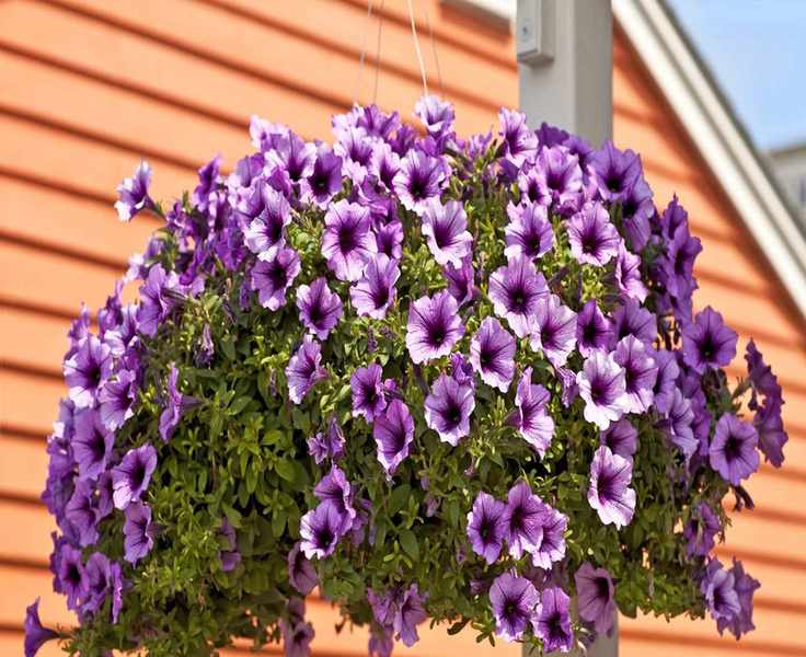 Top Plants for Hanging Baskets – 18 Stunning Options for Your Home