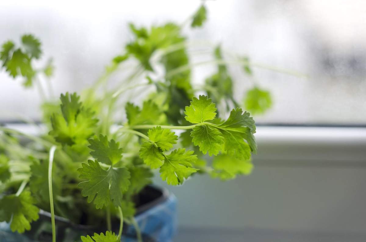 Growing cilantro indoors