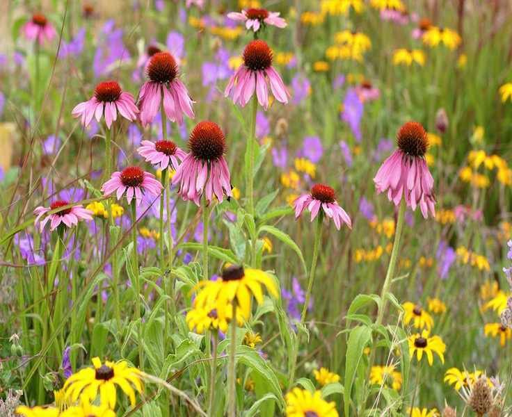 Creating a Pollinator Strip: Expert Tips for Your Garden