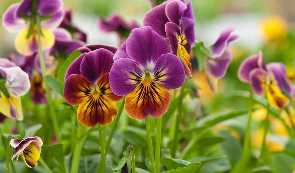 Growing Violas: Brighten Your Winter with These Cheerful Flowers
