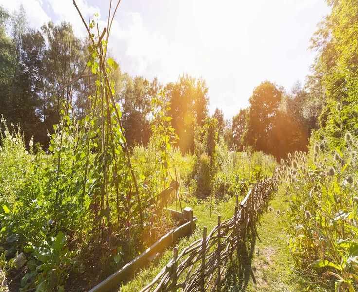 Transforming Your Yard with a Beautiful Wild Patch
