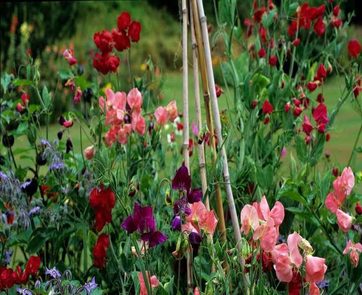 Optimal Timing for Planting Sweet Peas for Vibrant Blooms