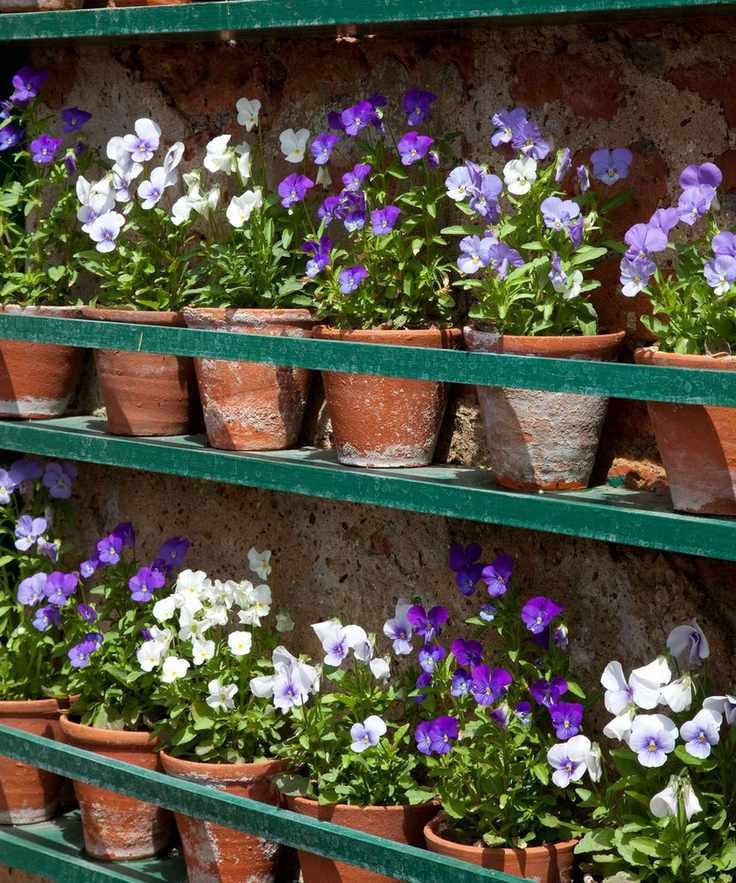 purple violas growing in a terracotta pots