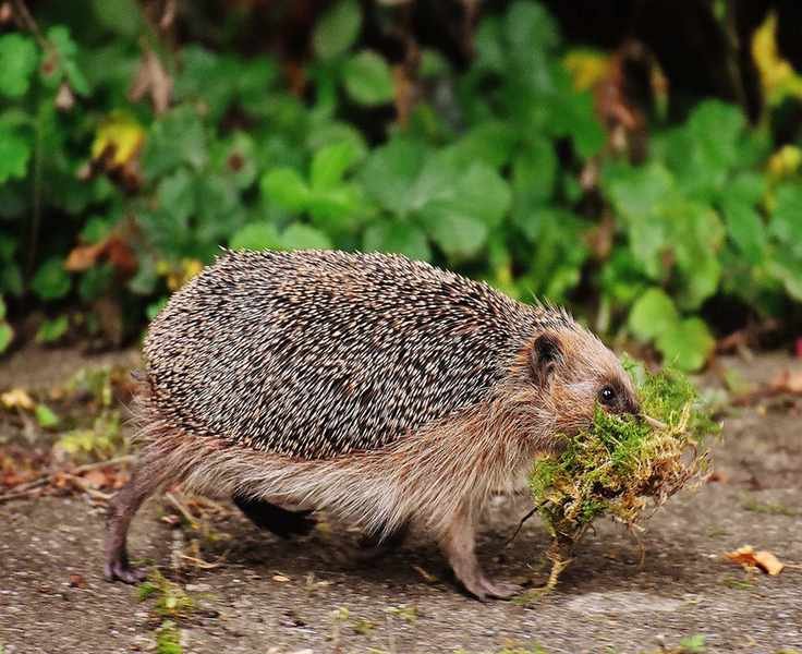 Hedgehog in a garden, among leaves