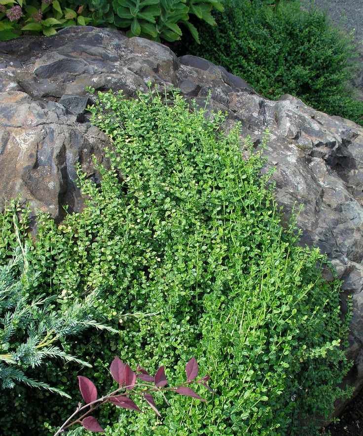 Euonymus fortunei 'Kewensis'