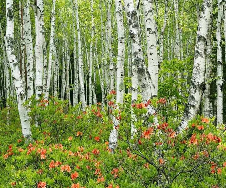 meadow with Birch trees and azalea flowers