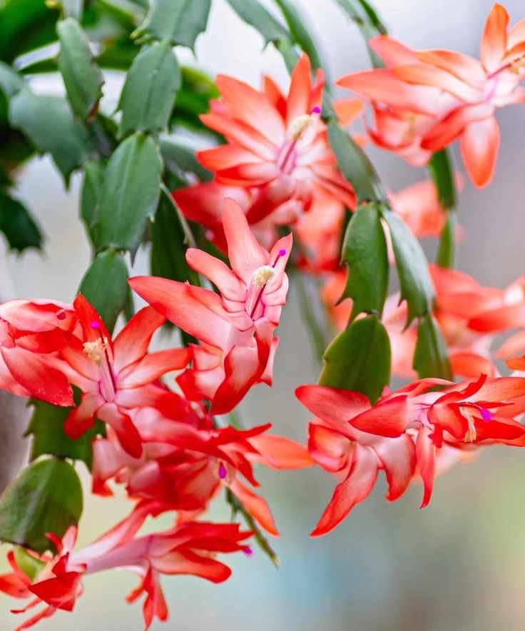 Christmas cactus
