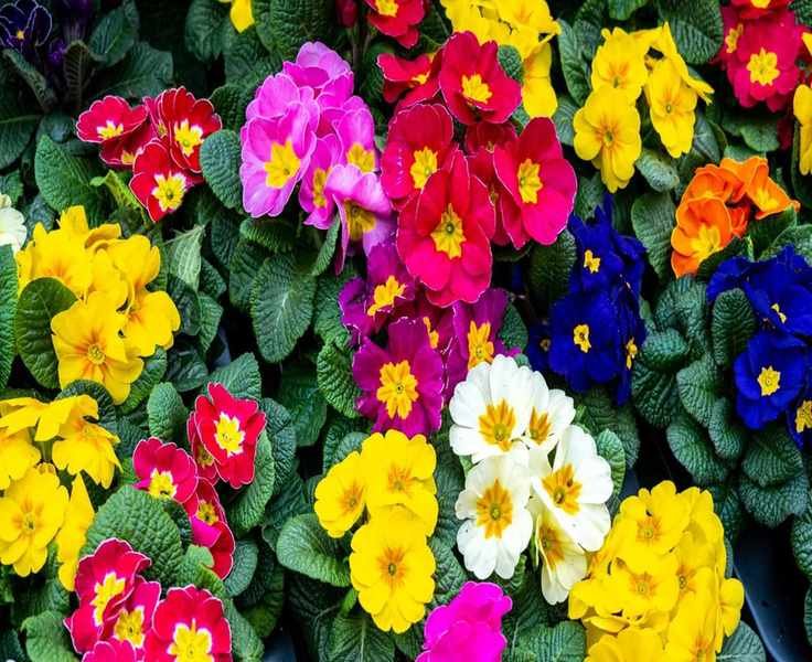 Primrose Care: Growing Tips for These Charming Rosette Flowers