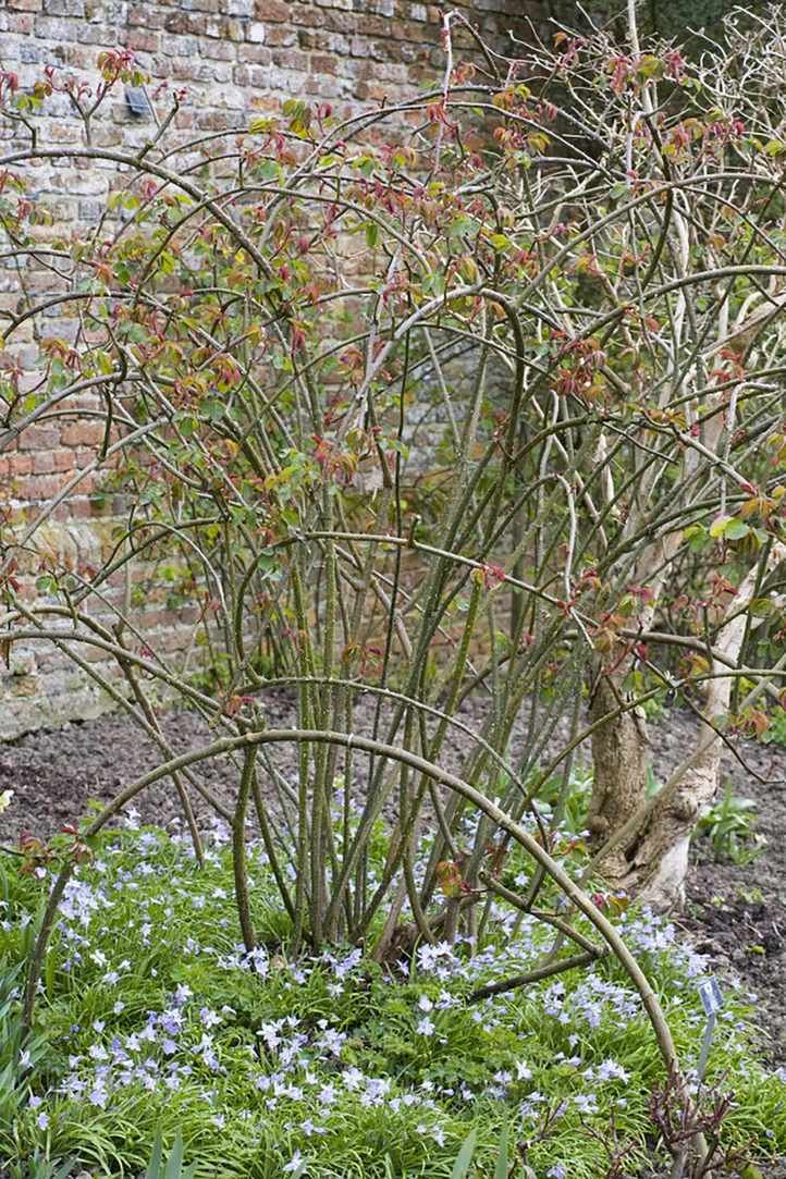 Mastering rose pruning: rose pruning techniques