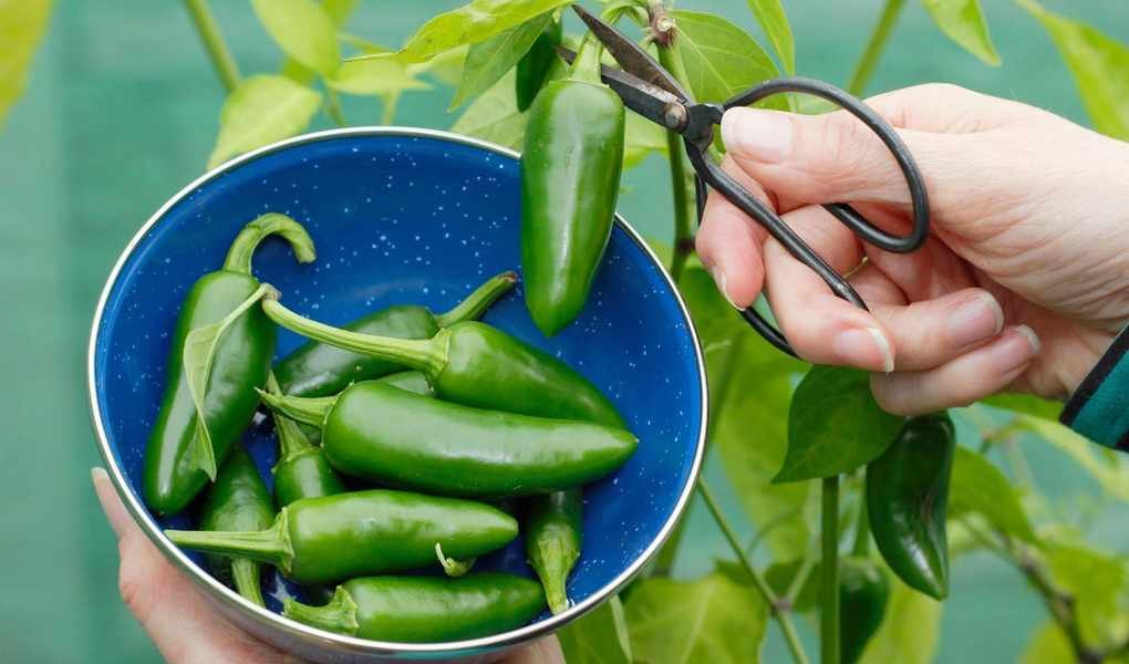 Timing Your Jalapeno Harvest for Spicy Flavor Perfection