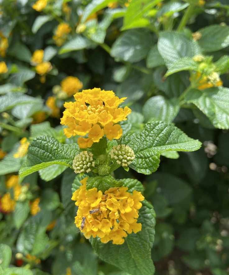 Yellow lantana blooms in summer