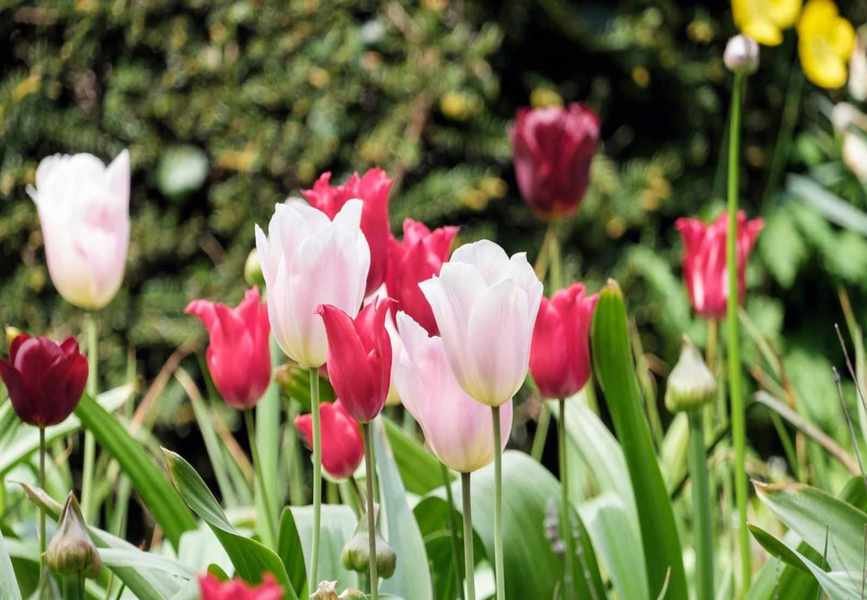 Optimal Timing for Tulip Planting to Ensure Vibrant Spring Blooms
