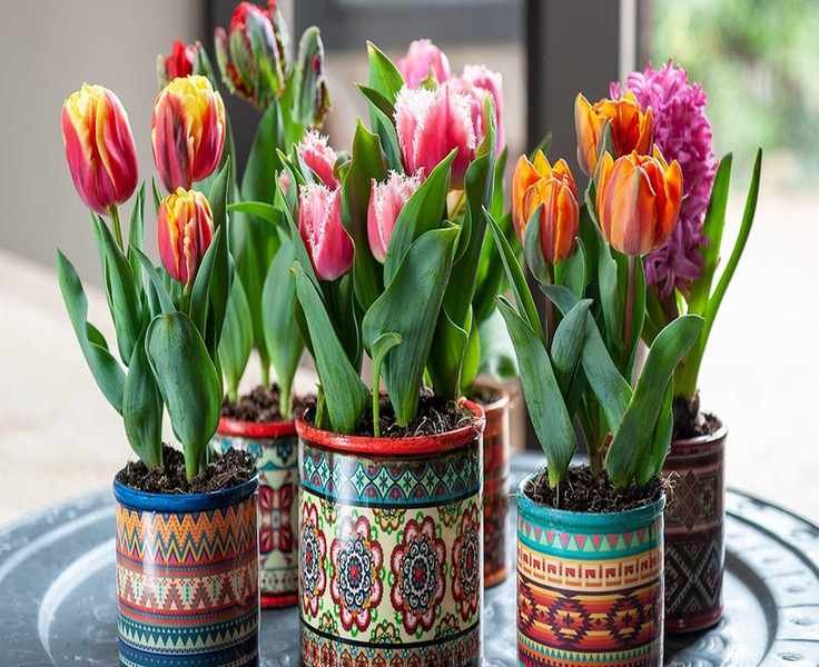 Grow Stunning Tulips Indoors: Your Essential Forcing Guide
