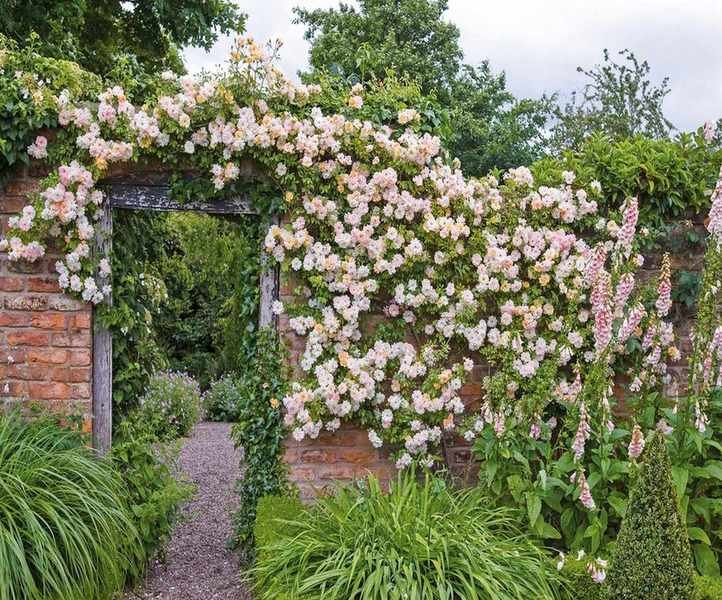 When to Plant Roses for Stunning Blooms All Season Long