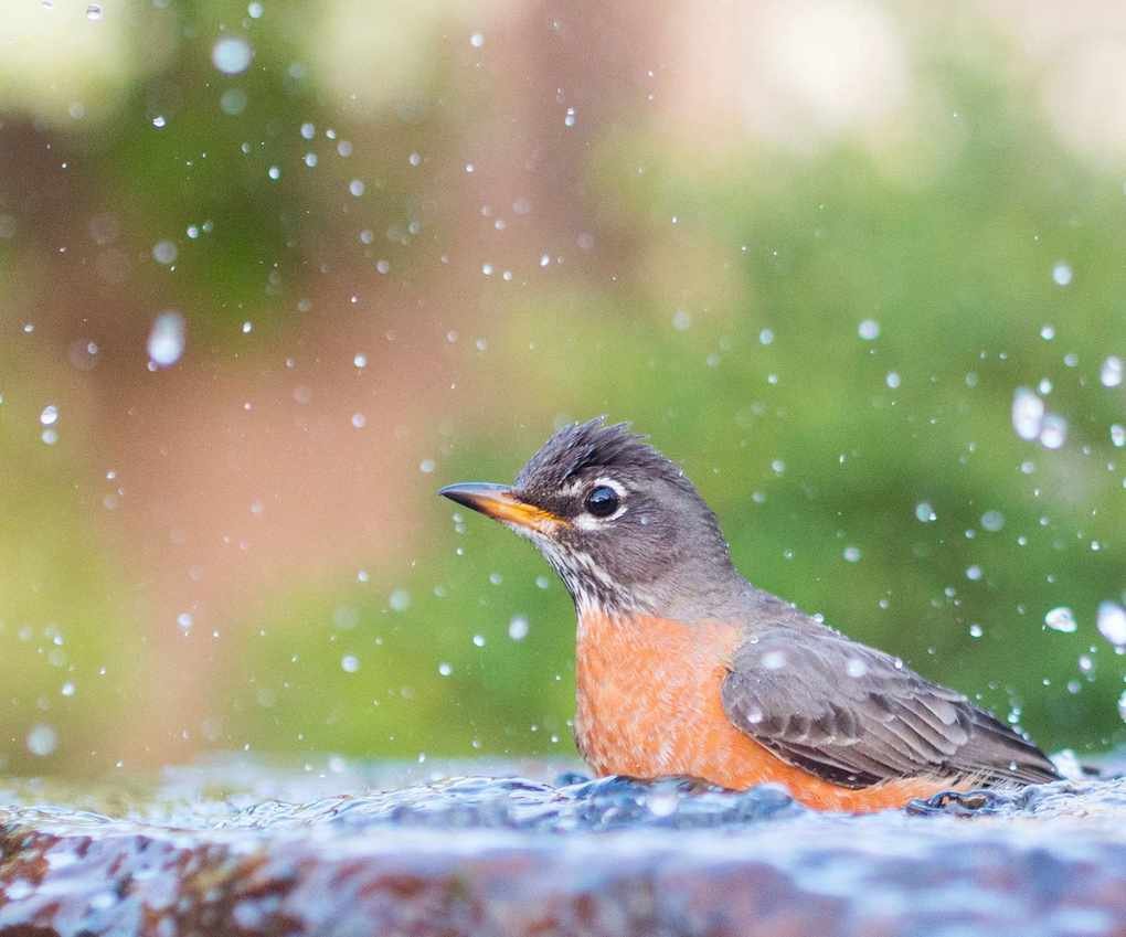 American Robin (Turdus migratorius) in bird bath