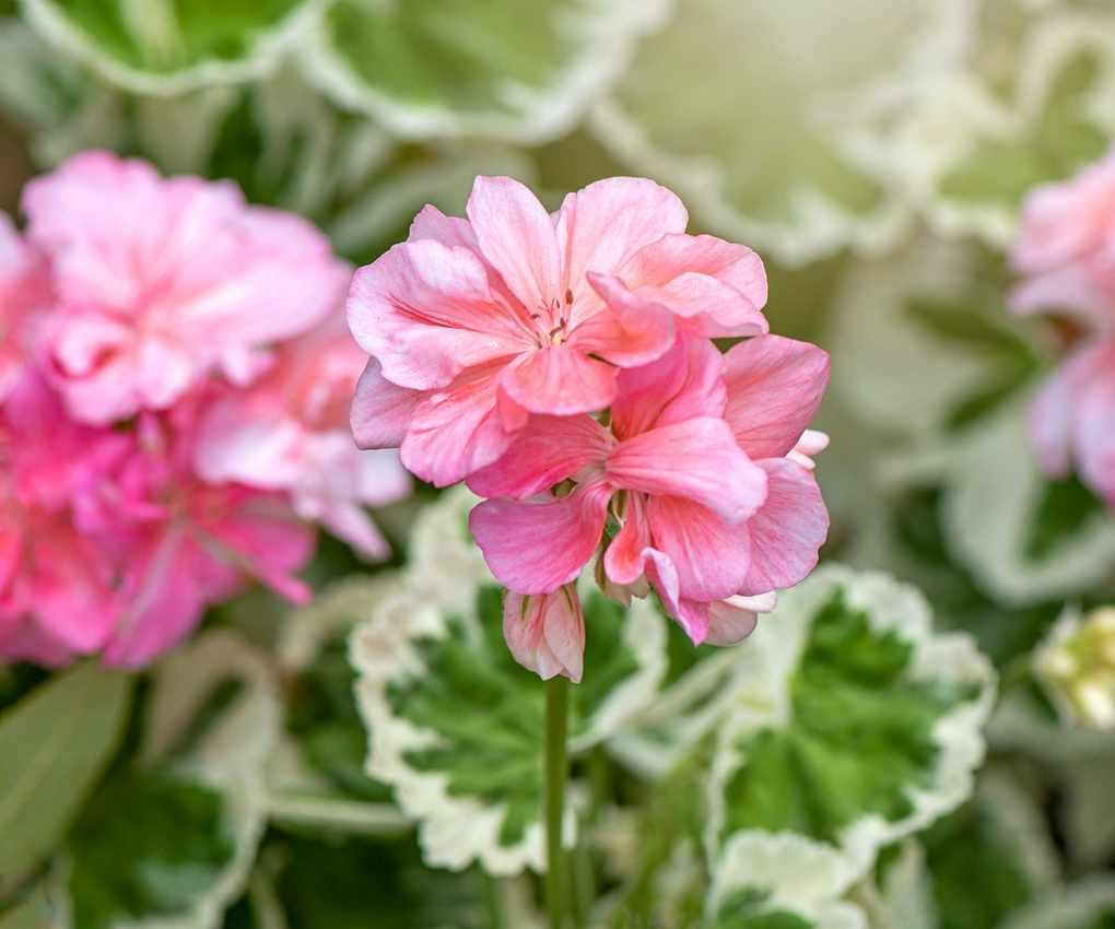 pink pelargoniums