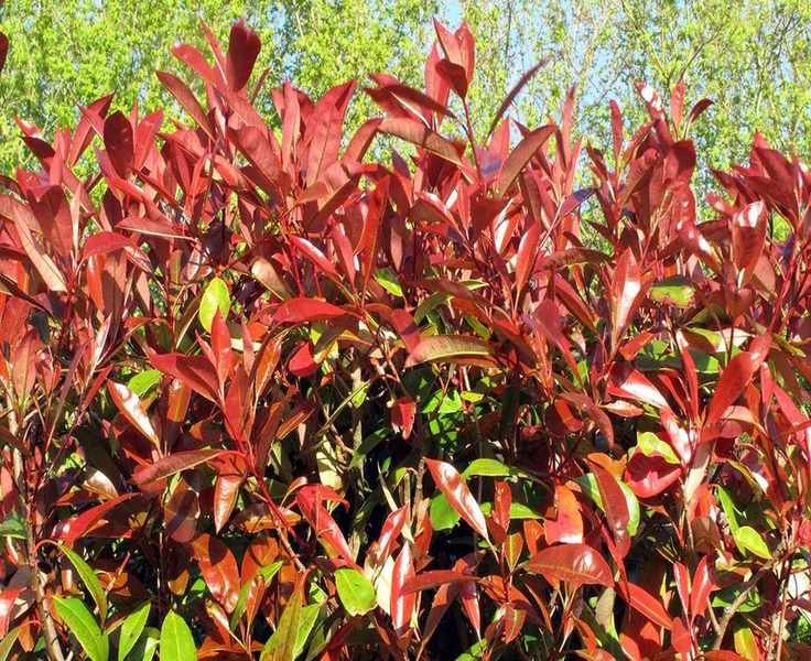 Top 10 Hedging Plants for Stunning Garden Boundaries