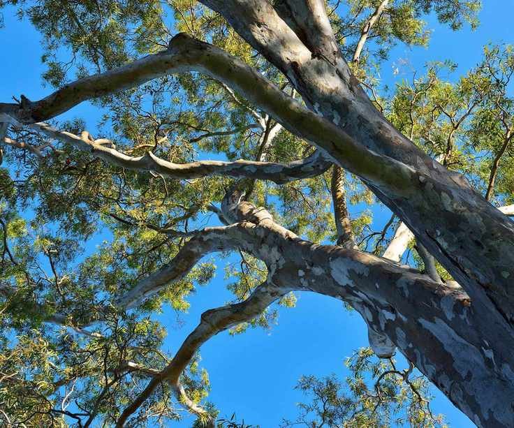 A large mature eucalyptus tree
