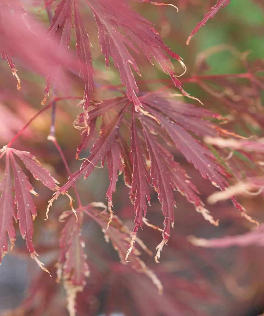 Acer leaves scorched by sun and wind