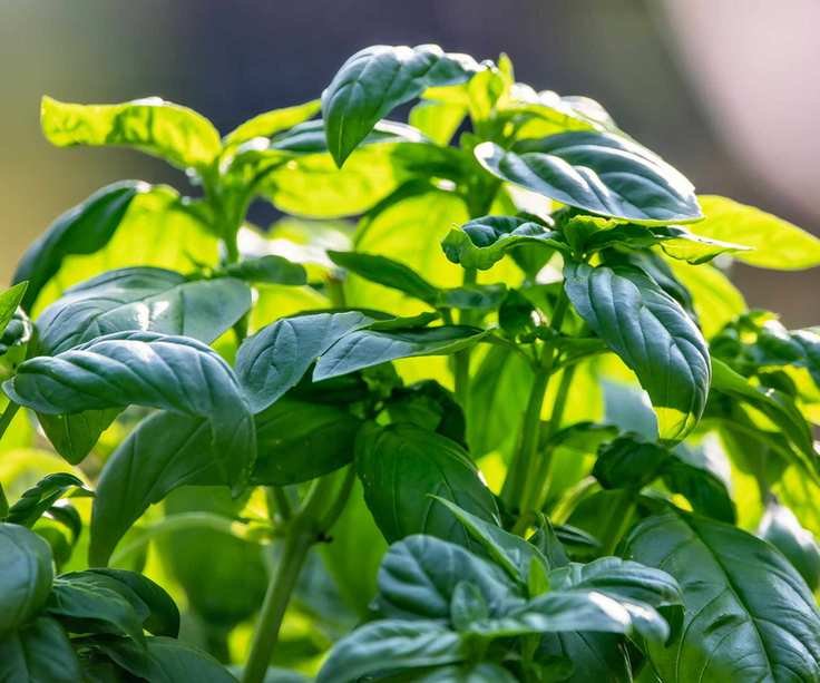 basil leaves growing