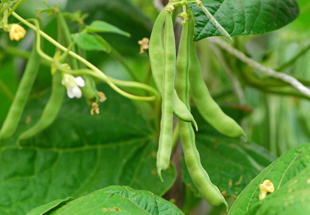 beans growing