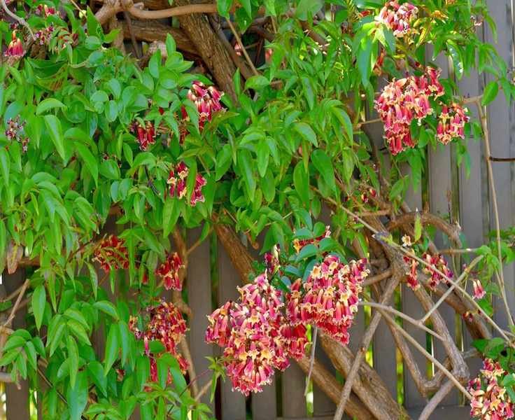 9 Uncommon Climbing Plants for Color, Privacy, and Wildlife