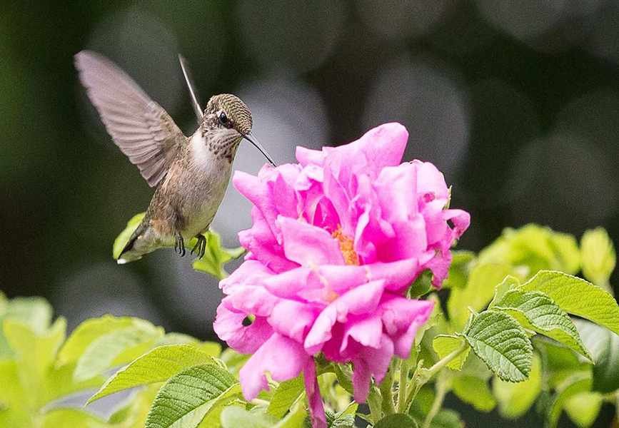 Discover 6 Ways Birds Enhance Your Backyard and Wellbeing