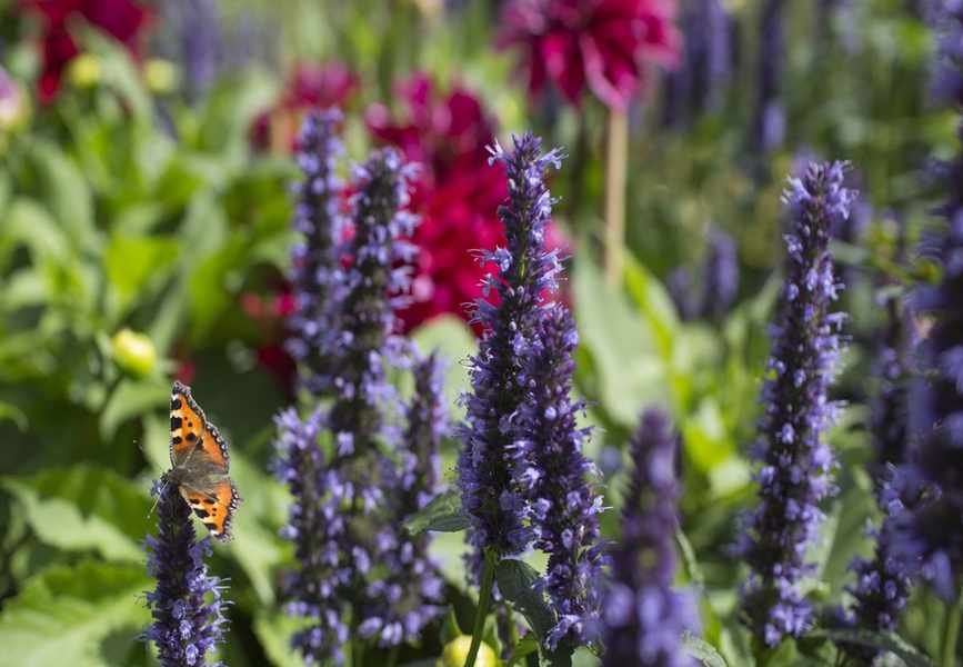 The Best Techniques for Dividing Hummingbird Mint for Thriving Growth