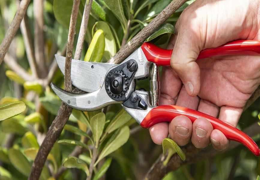 Felco F2 Pruner Discounts – Save Big on Top Garden Tools