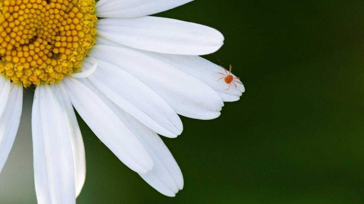 Effective Ways to Eliminate Spider Mites and Protect Your Plants