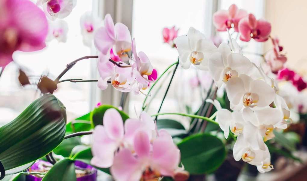 Reasons Behind Yellowing Orchid Stems and Care Tips