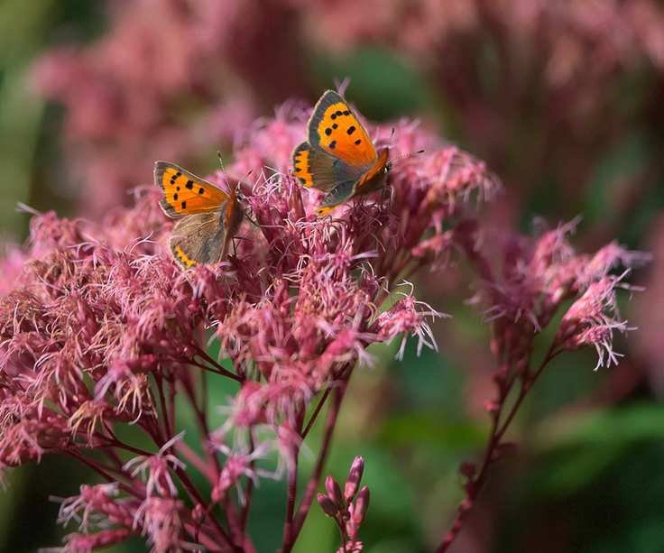 butterfly garden Eupatorium maculatum (Atropurpureum Group) 'Riesenschirm' AGM in bloom