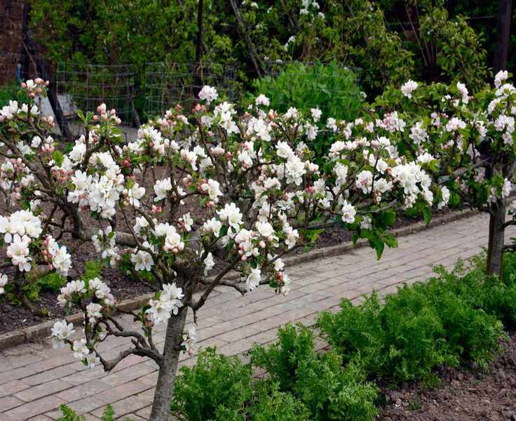 Top Fast-Growing Fruit Trees for Your Garden