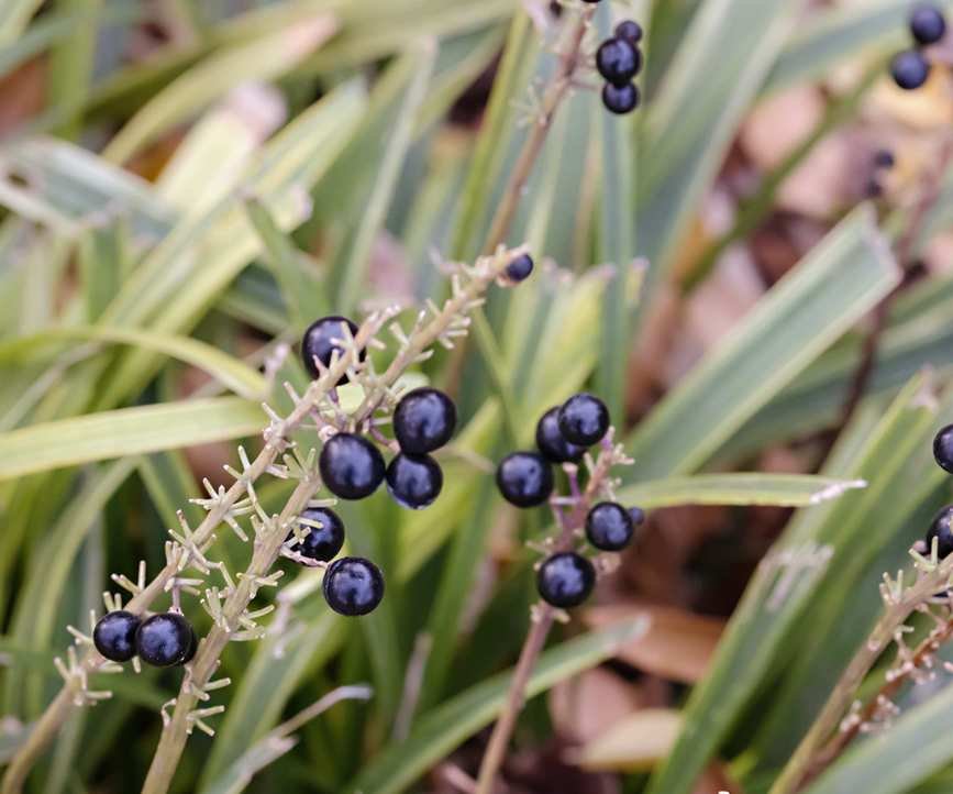 Liriope muscari with black berries