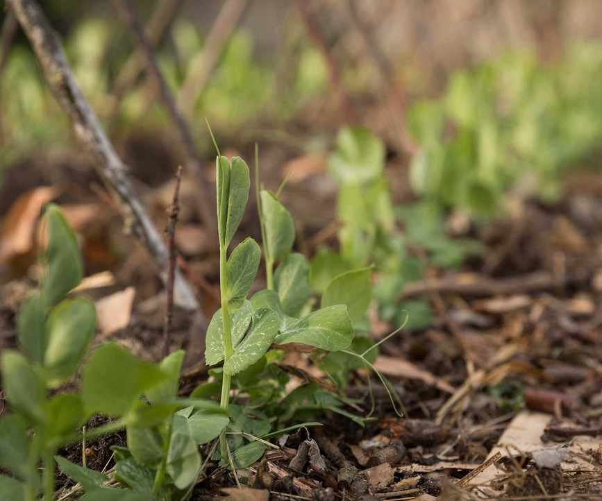Seedlings Growing