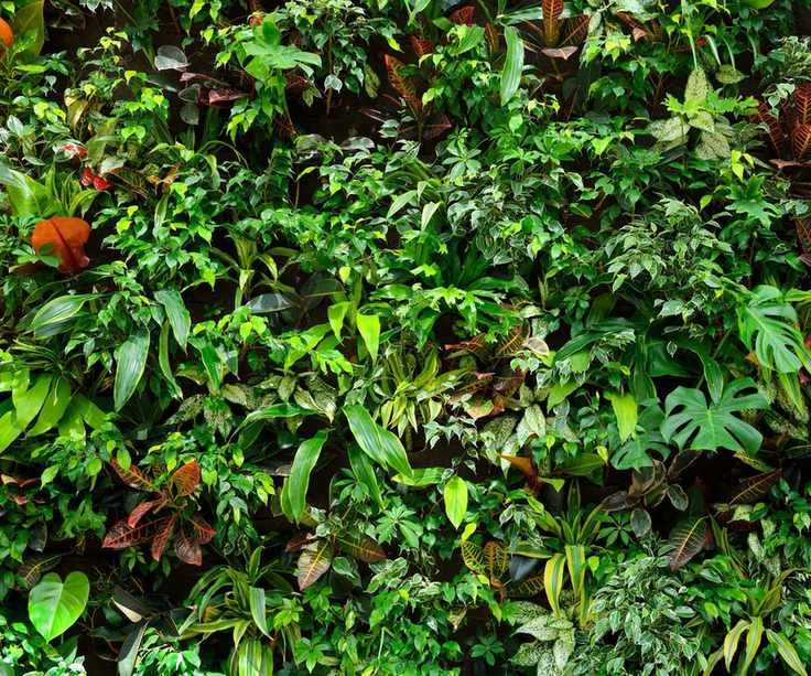 Vertical tropical garden