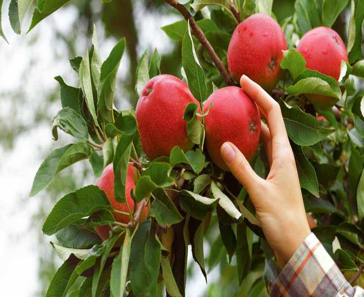 6 Simple Fruit Trees for Effortless Homegrown Harvests