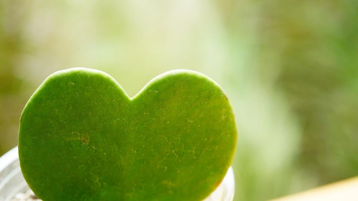 Growing Sweetheart Succulents: A Romantic Touch for Your Home