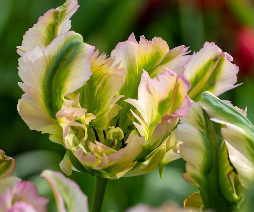 Parrot tulip Green Wave bi colour