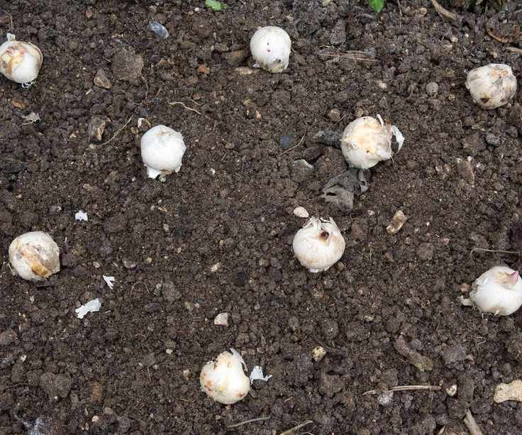 Allium 'Purple Sensation' bulbs arranged for planting