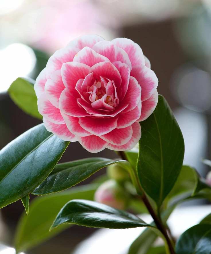 Cammelia Japonica Hikarugenji used as an evergreen shrub