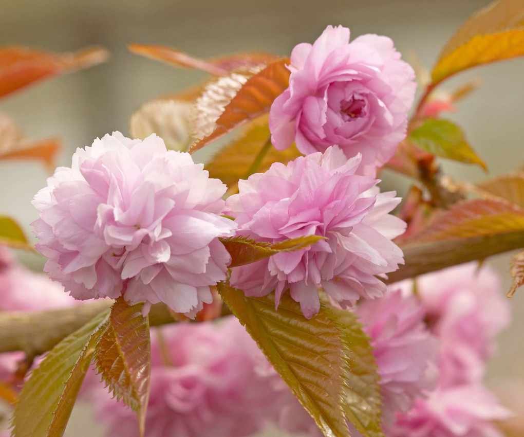 pink blossom on a prunus &amp;lsquo;Kiku-Shidare-Zakura&amp;rsquo;