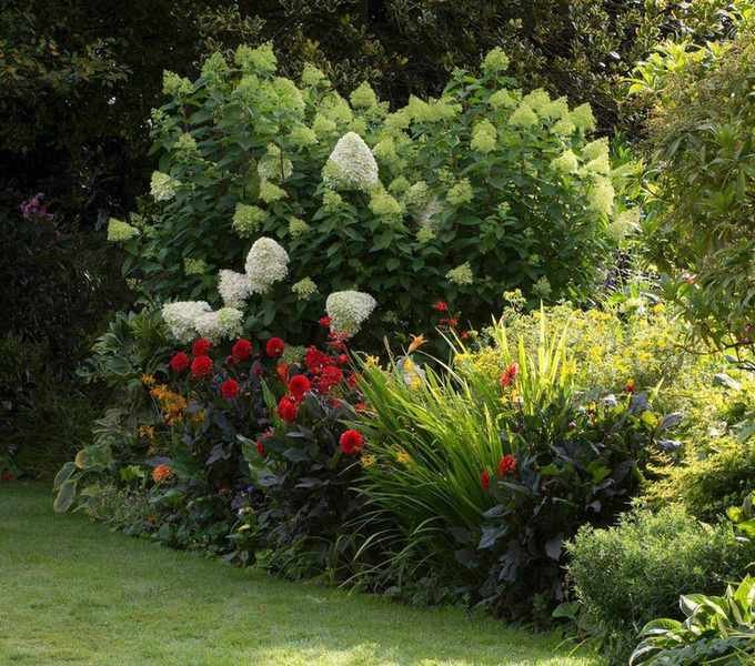 hydrangeas growing in a mixed garden border