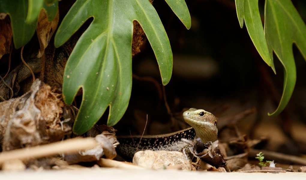 Humane Ways to Remove Lizards from Your Home and Yard