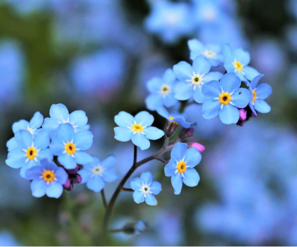 Blue forget-me-not flowers