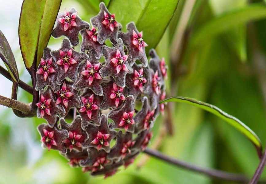 Hoya Plant Care Tips for Thriving Indoor Growth