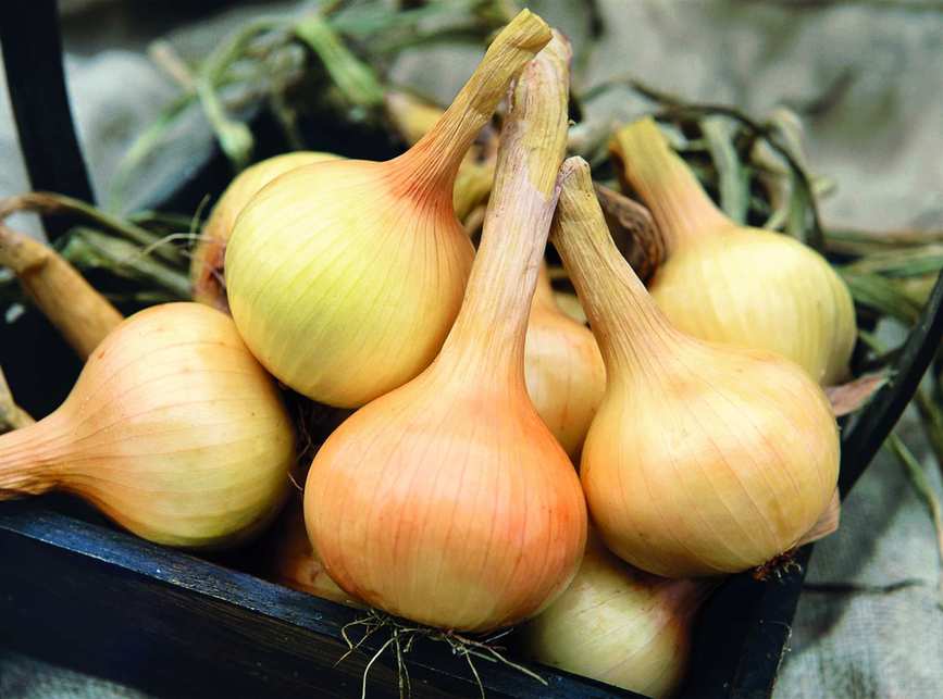 onion Walla Walla from Suttons