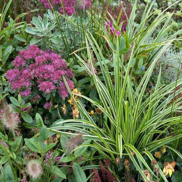 Carex Grasses in Garden