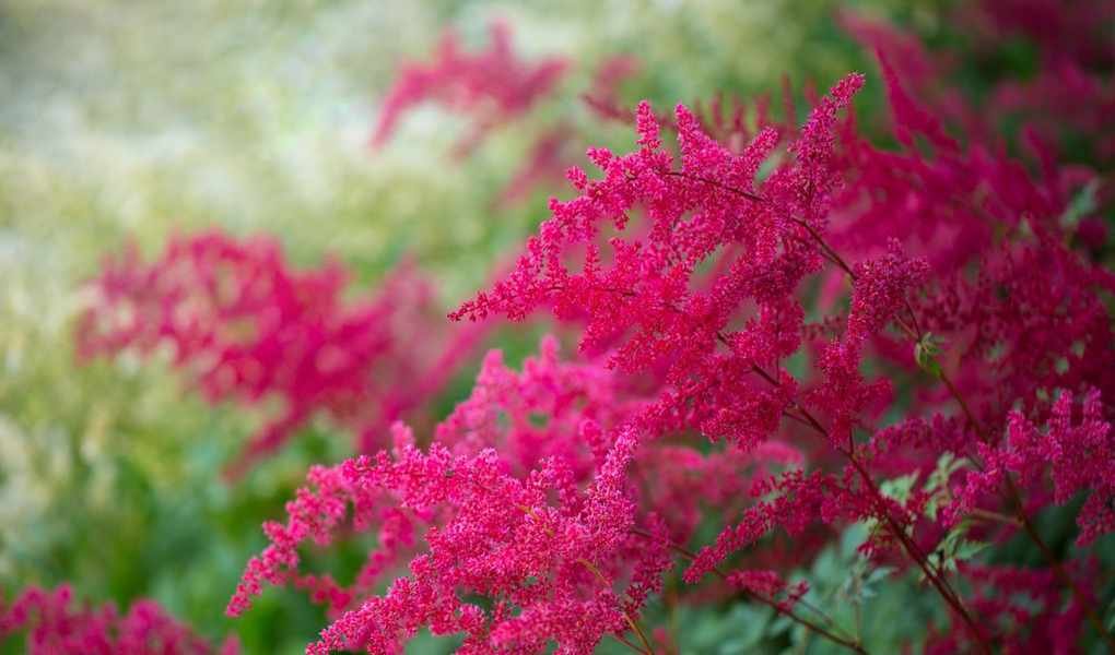 Growing Astilbe: Your Guide to This Shade-Loving Perennial