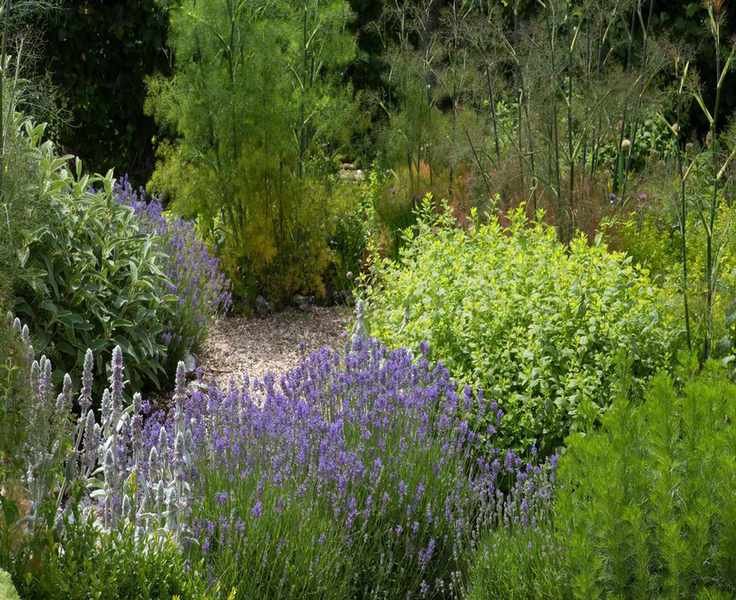 Aromatic herbs – 10 scented herbs to include in your kitchen garden